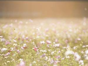 florecer_0